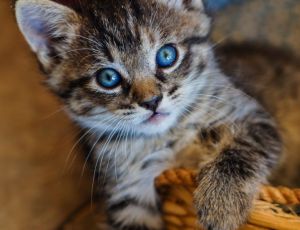 Click Here To View This Image