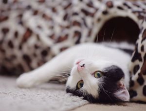 Click Here To View This Image