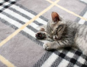 Click Here To View This Image